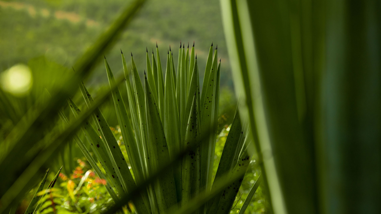 sisal-fibres-in-Tanzania