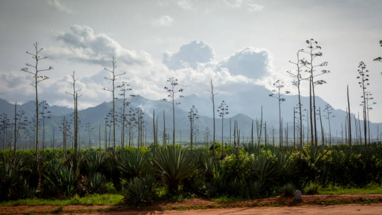 A Sisal plantation on the 17th November 2019 in Morogoro Region, Tanzania. Tanzania is the largest exporter of Sisal and employs over 1 million workers in the country. The plants fibres are used to make rope, carpet and sacks.